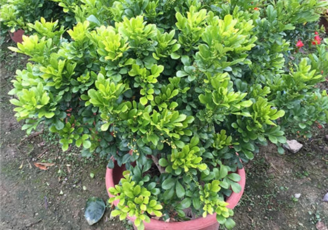 米兰有花骨朵但是不开花怎么回事,冬天室内温度二十度米兰会开花吗