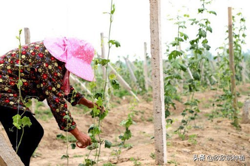 种瓜蒌是骗局吗,种瓜蒌好种吗