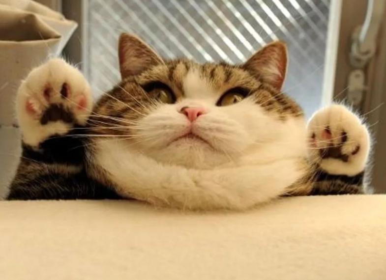 养猫人越早知道这些对猫咪越好,养猫技巧猫咪生活小常识猫咪饮食