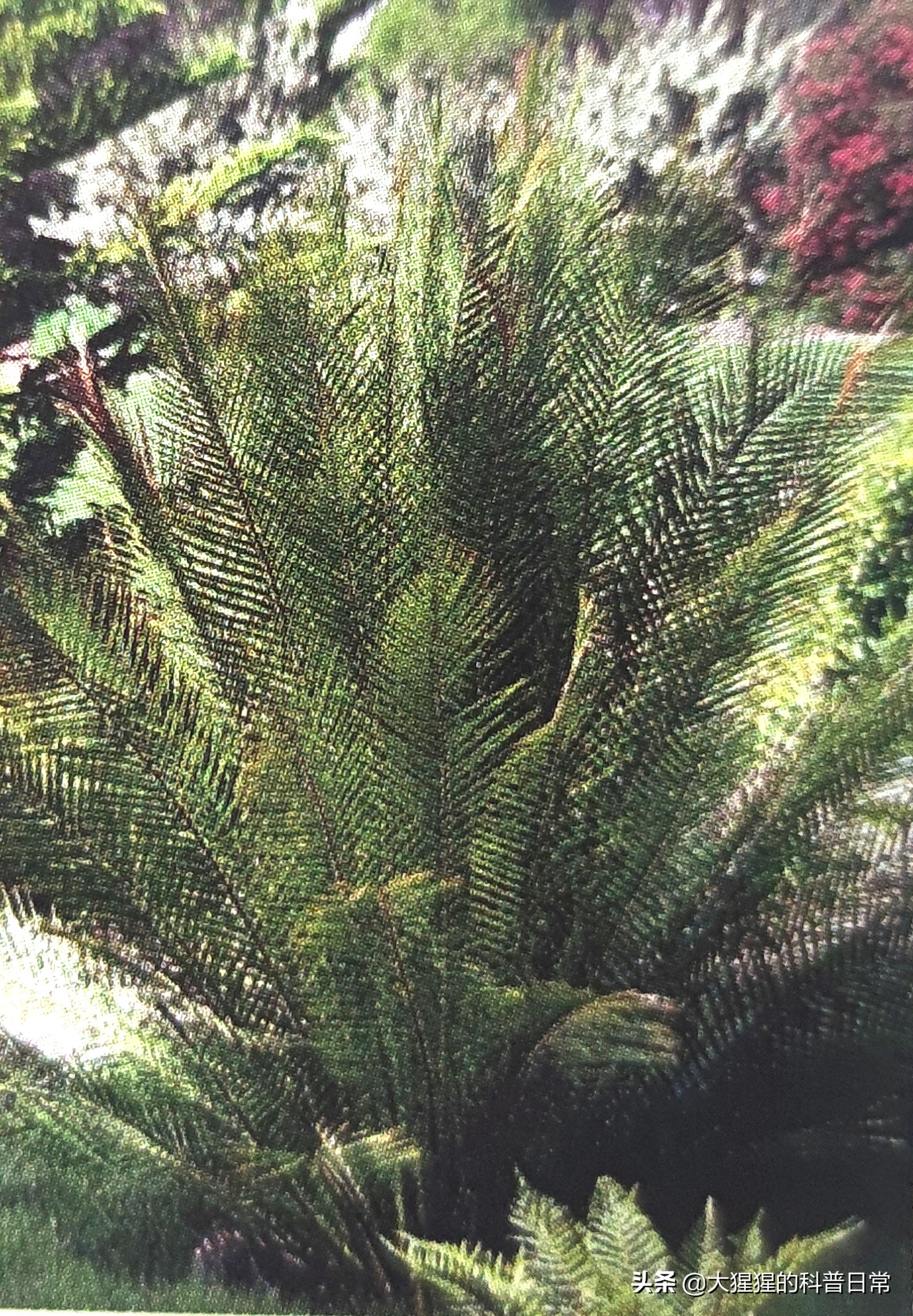 银杏的植物类群,银杏苏铁雪松水杉是裸子植物吗