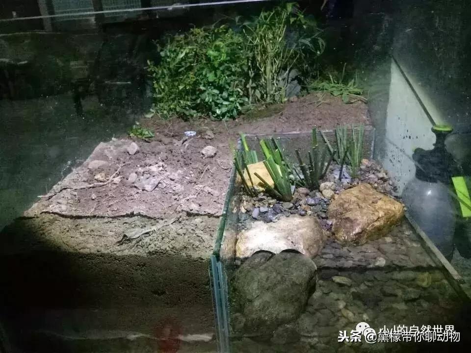 丛林造景黄缘龟池设计图大全,龟宝宝黄缘龟生态缸造景教程