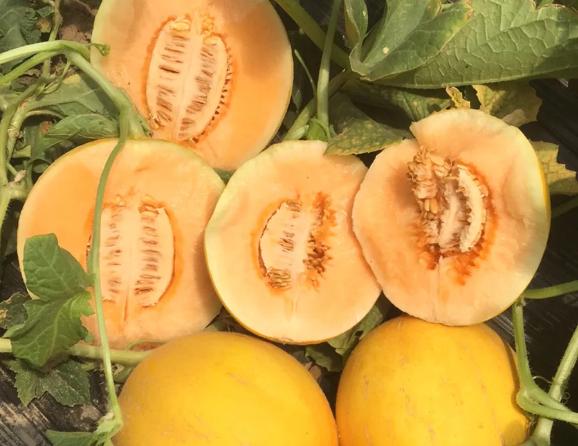 30万斤黄金蜜瓜卖不动！这甜蜜的烦恼，让散户果农们苦不堪言