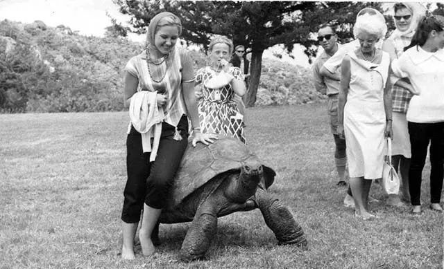 从清代活到现代的乌龟,被遗弃的乌龟完整视频