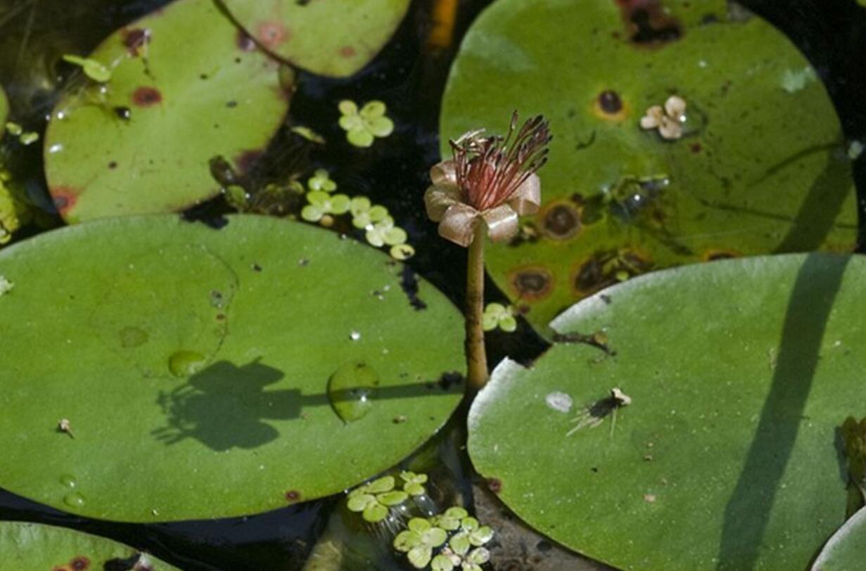 杭州野生莼菜,杭州临安特大野生莼菜