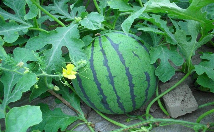 种植西瓜的技巧最神奇,西瓜种植如何达到高产