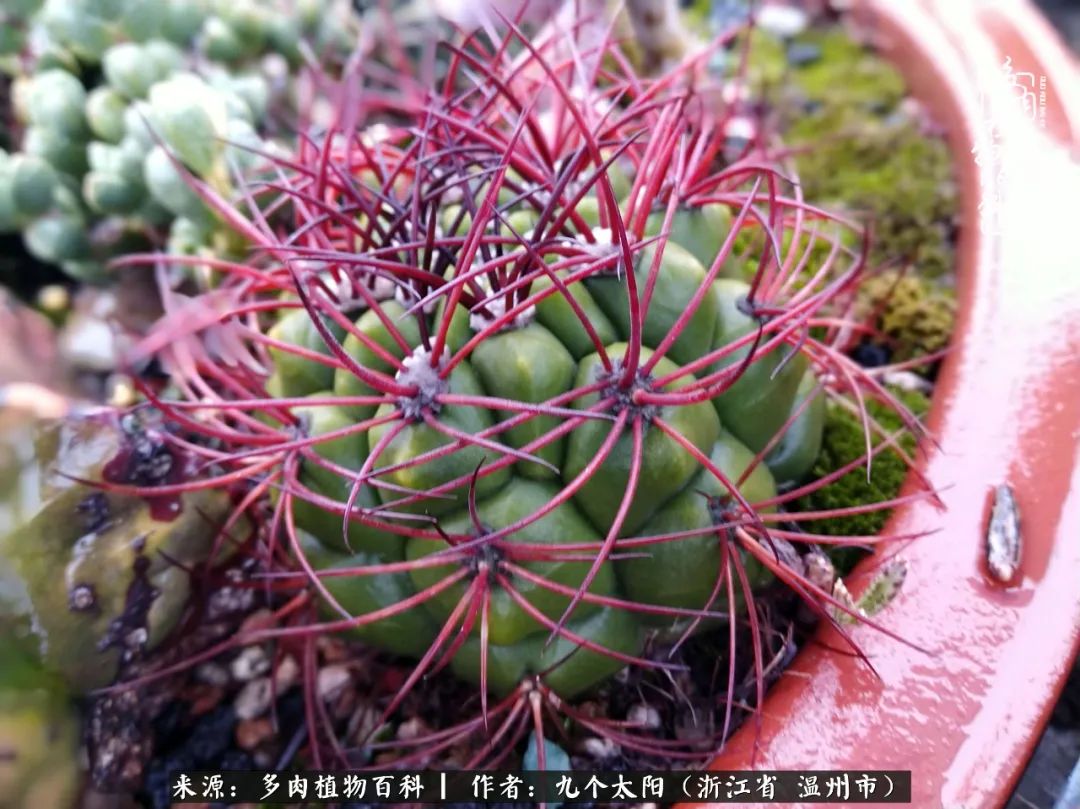 景天、球和龙舌兰，只要是多肉，都喜爱