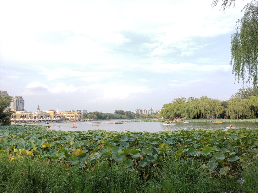 北京适合带娃遛狗的公园推荐,北京适合带娃溜达的公园