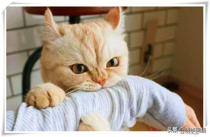 猫牙周炎自愈的最佳方法,猫咪牙周炎靠刷牙能痊愈嘛