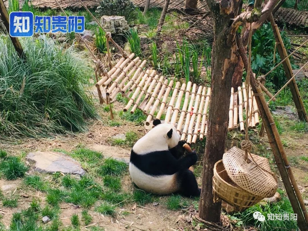 黔灵山公园熊猫馆五一节,贵阳市黔灵山公园熊猫馆开放时间