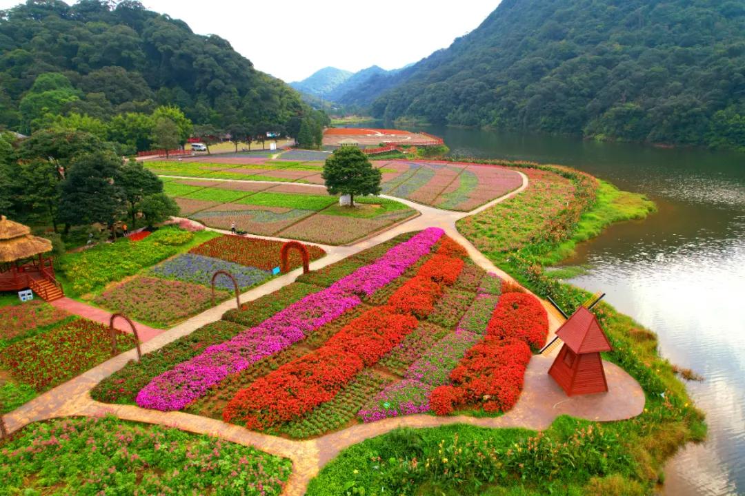 广州花海最新视频,广州花海大片蔚为壮观