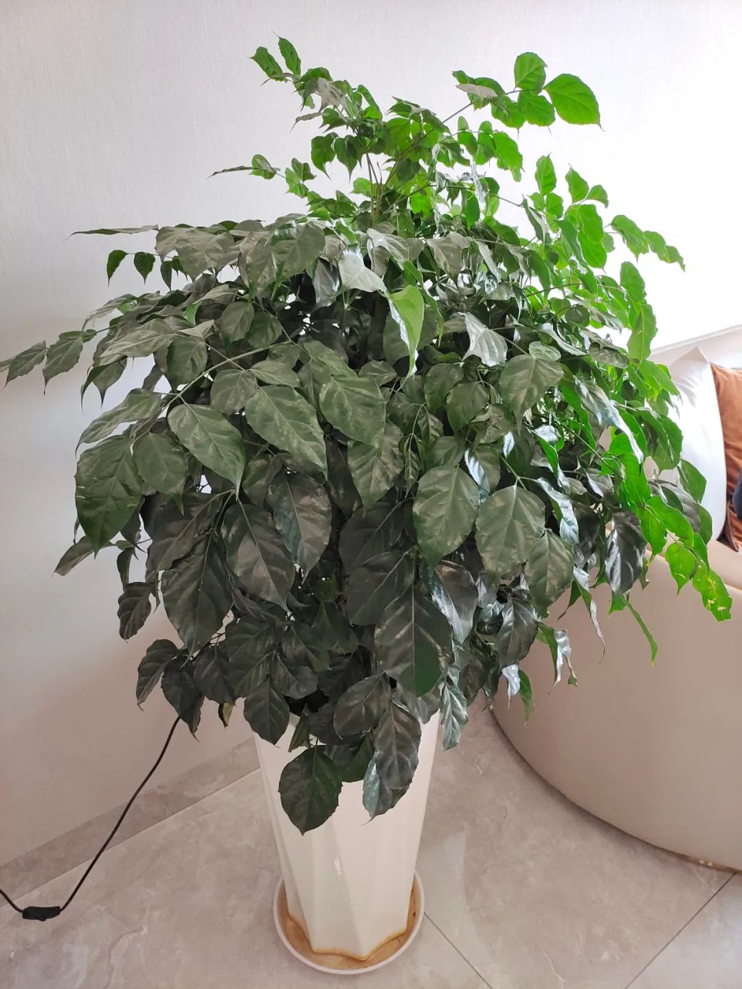 盆栽植物僵苗怎么了,养的植物总是僵苗