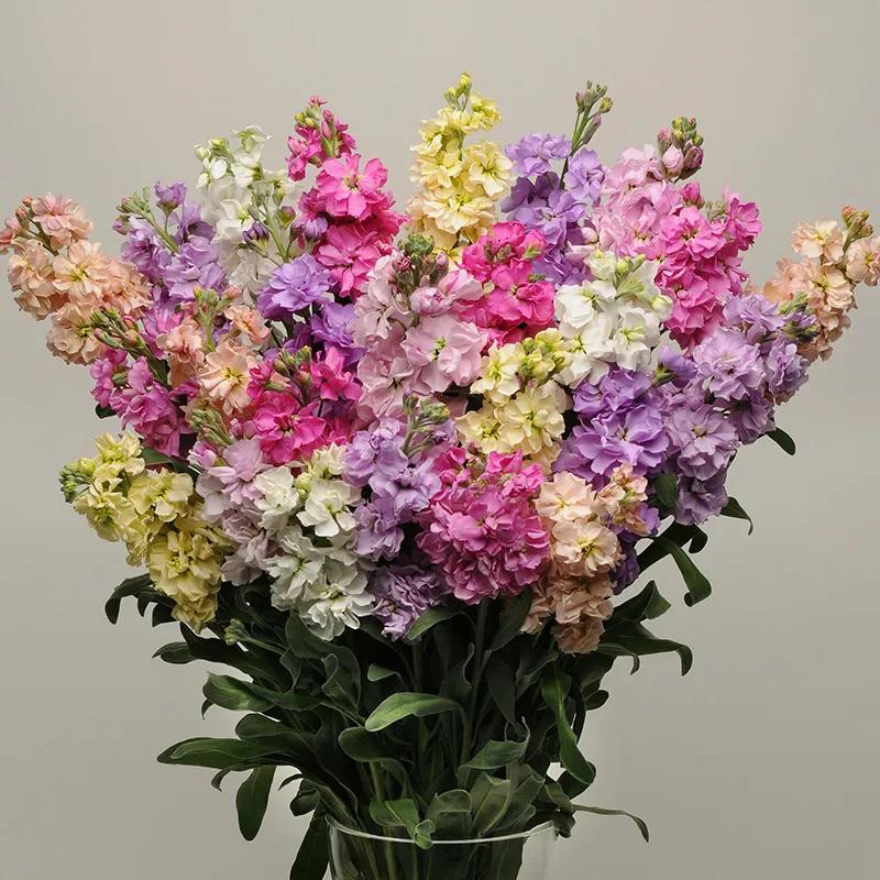 紫罗兰凯斯系列来了！早花百搭带芳香，轻松实现你的切花自由梦