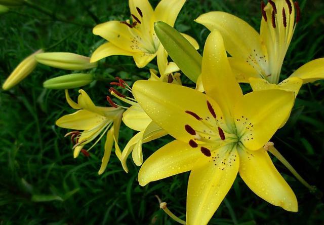 如何种植百合花开花少,百合花这样种植一年就能开花爆盆