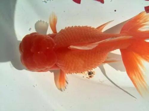 小金鱼炸鳞的表现,小金鱼炸鳃怎么回事