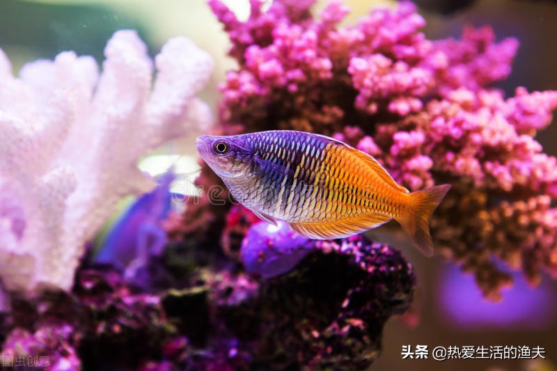 家里养的鱼蹭缸怎么办？