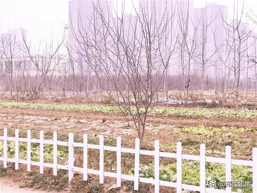 荥阳市黑张村在哪,荥阳黑李村