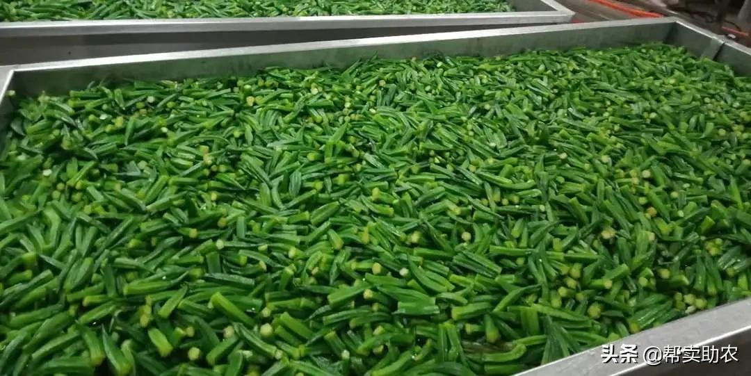 清除身体垃圾的蔬菜,帮他丢掉垃圾食品