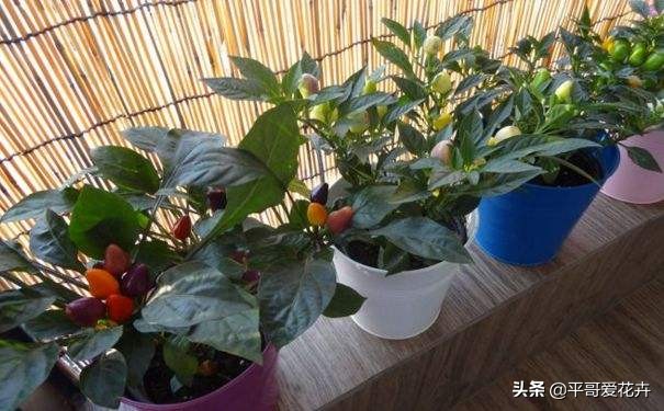植物发生永久萎蔫用什么方法,植物高温叶子萎蔫怎么回事