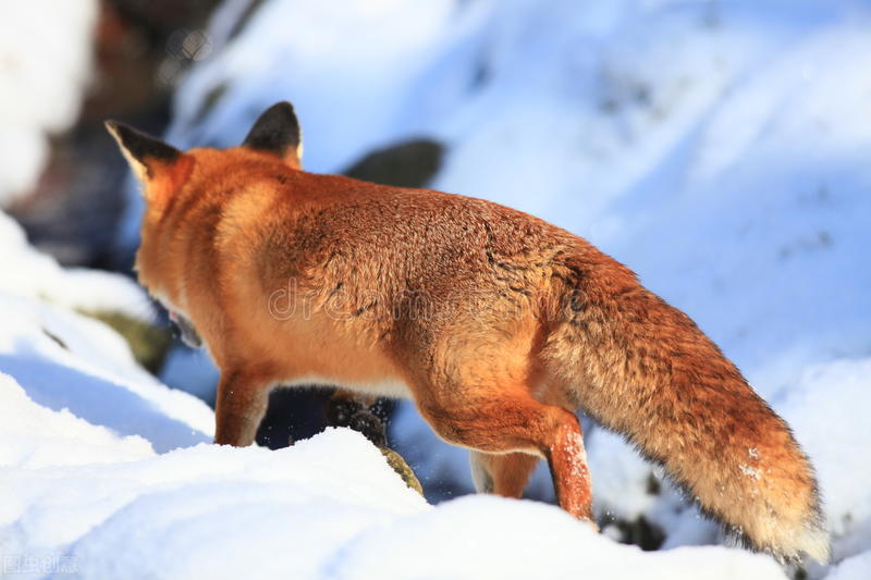 猎人对着狐狸开了一枪但猎人死了,猎人向狐狸开了一枪猎人却死了