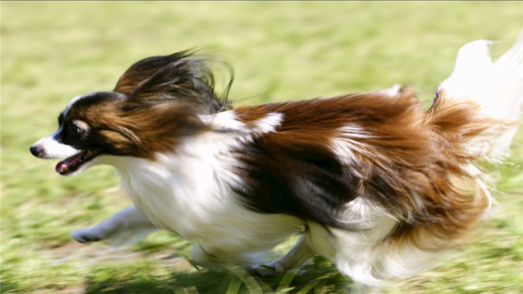 主人怀孕狗狗注意事项,狗狗怀孕40多天饮食方面怎样最好