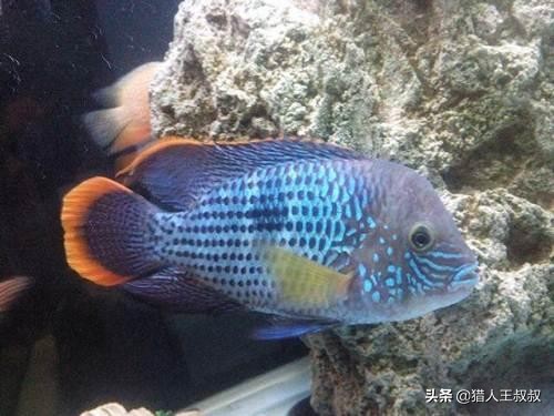 比食人鱼厉害的凶猛的观赏鱼,比食人鱼还凶残的十种鱼