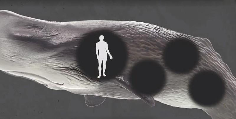 在鲸鱼肚子里是什么感觉,在鲸鱼肚子会经历什么