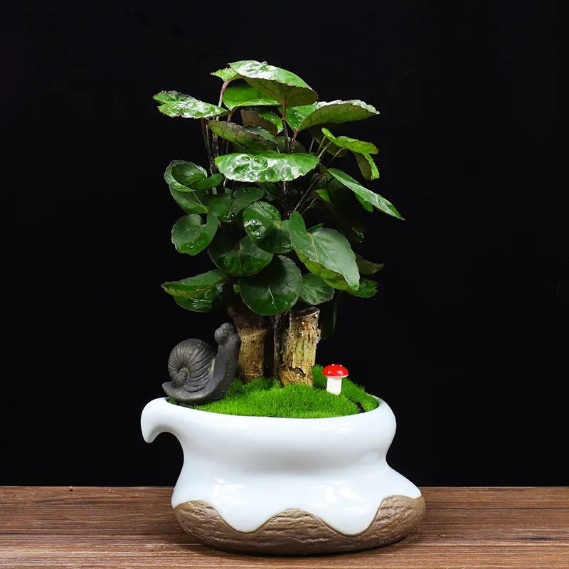 福禄桐养护方法,福禄桐绿怎么养