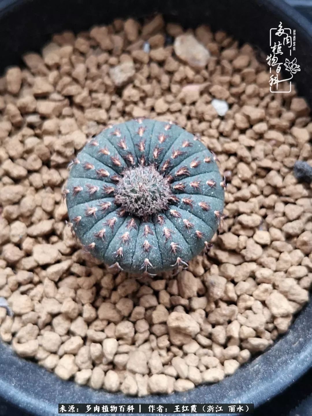 仙人球春天露养条件,仙人球露养条件