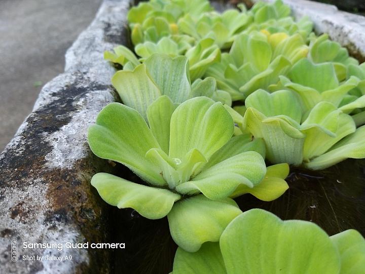 三星galaxya9s拍照,三星galaxya9开箱评测