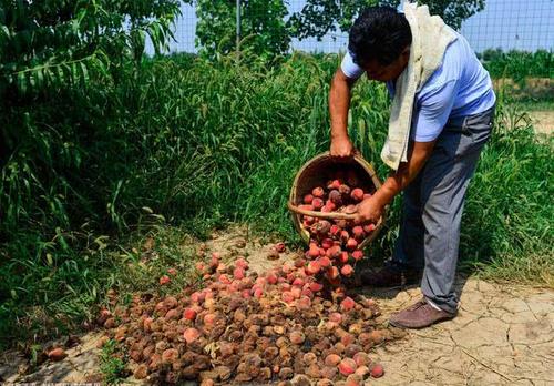 现在农业为什么越来越难做,农业为什么越来越难挣钱了