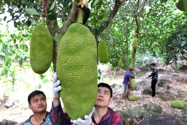 拼多多月销10万菠萝蜜,卖菠萝蜜发家致富