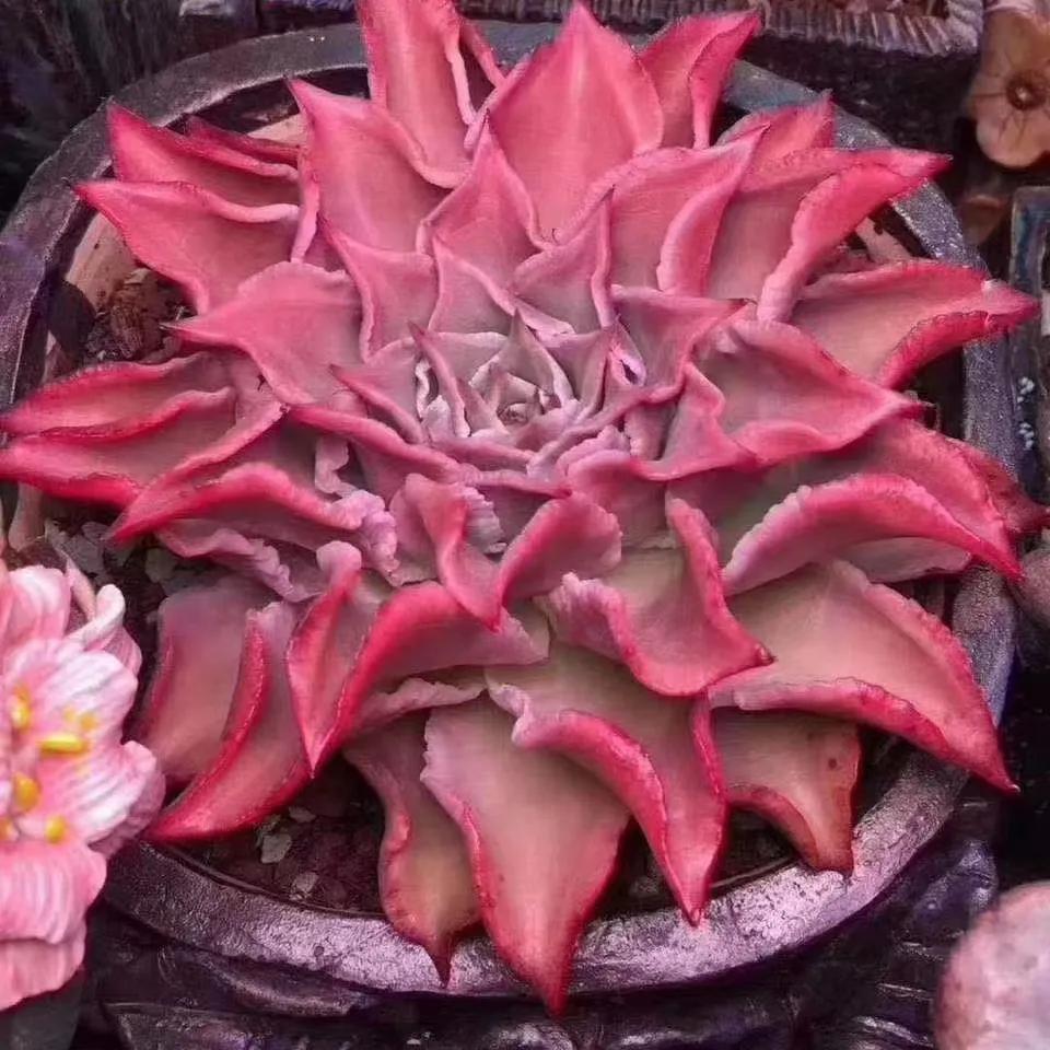 多肉白饺子皮值得买吗,多肉饺子皮价格