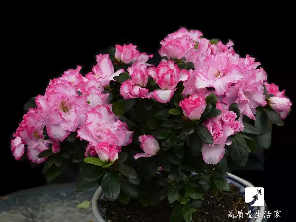 吸甲醛最好的植物排名,装修房子吸甲醛最好的是什么植物