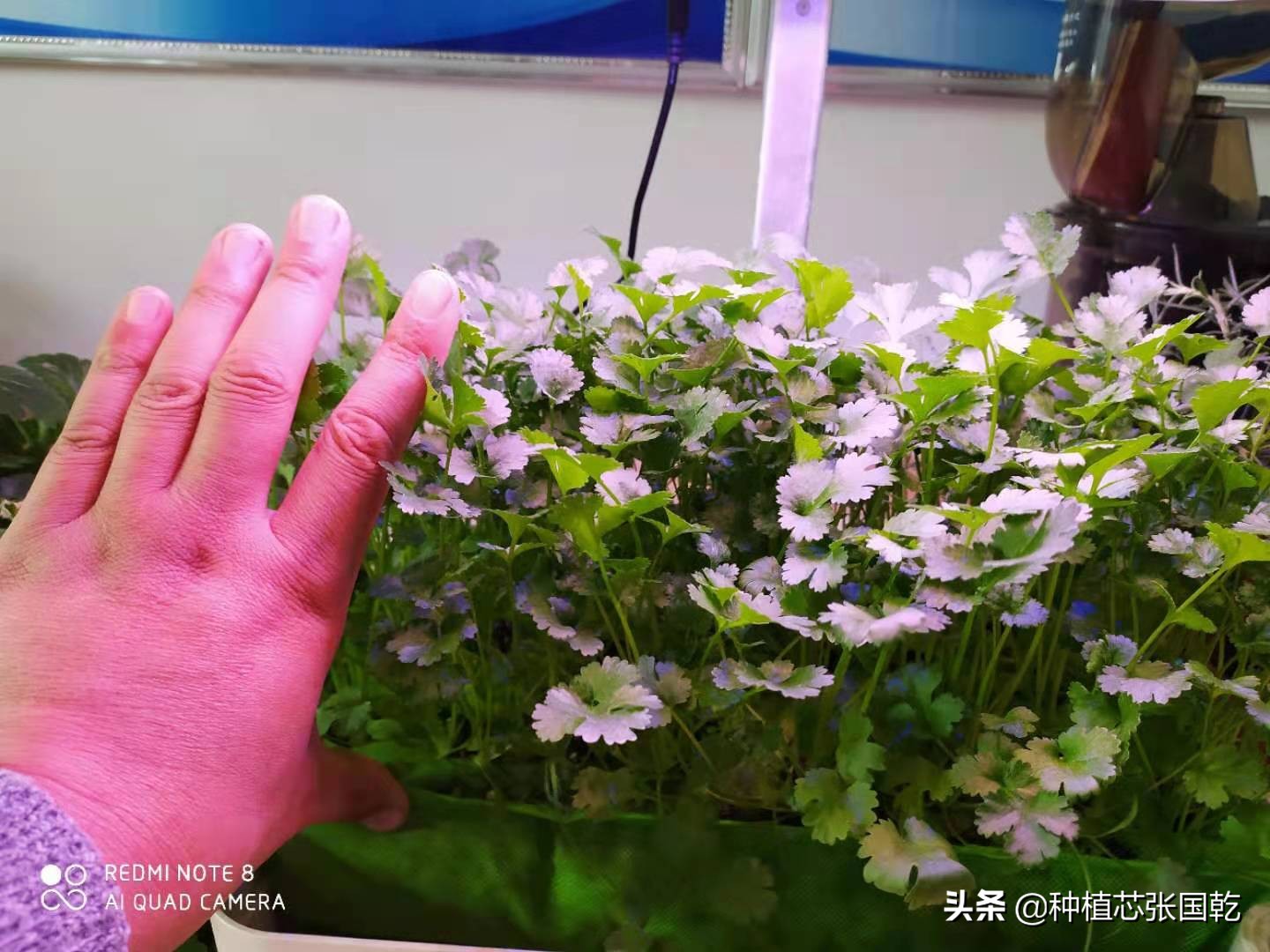 种植机怎么样,种植机种植蔬菜