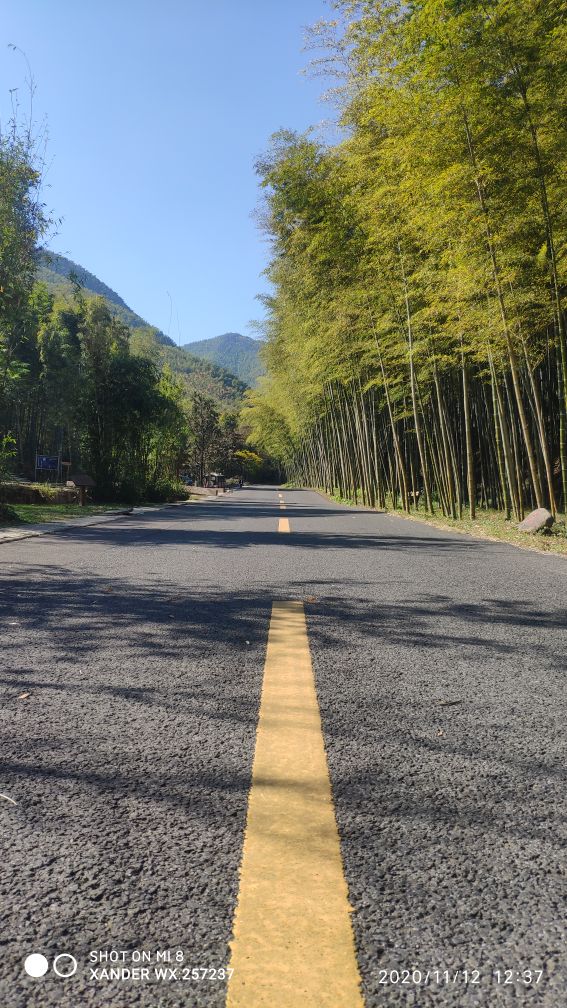 宜兴竹海十一月金色素材图片