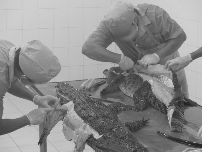 鳄鱼被扒皮,鳄鱼皮包为什么被扒皮