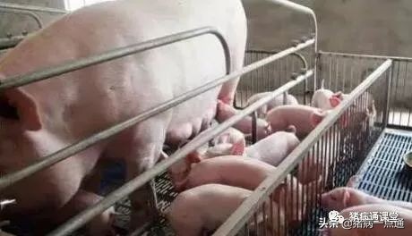 非看不可的超级经典,农村养猪人每天分享养猪经验