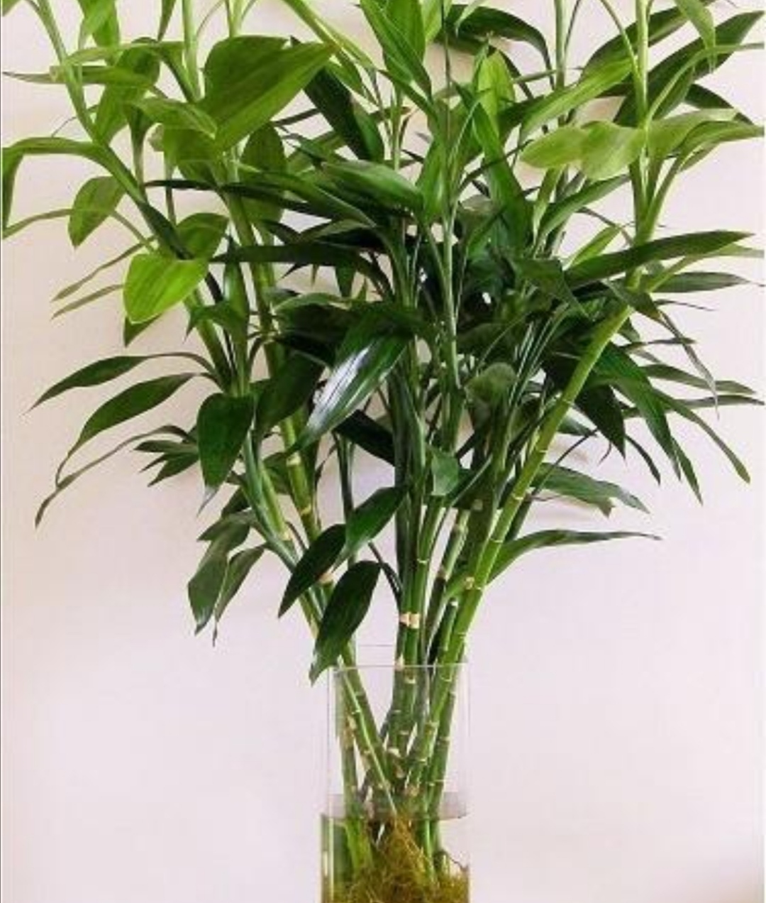 富贵竹不长新叶子怎么办,富贵竹怎么养才能快速长出来