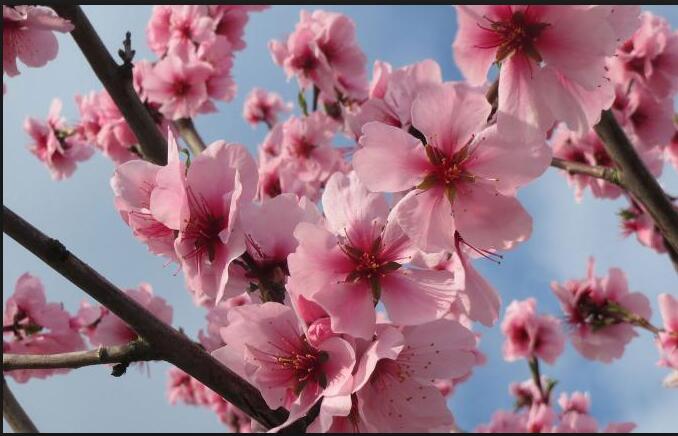 过年好吃的坚果有哪些,春节必吃的几种坚果