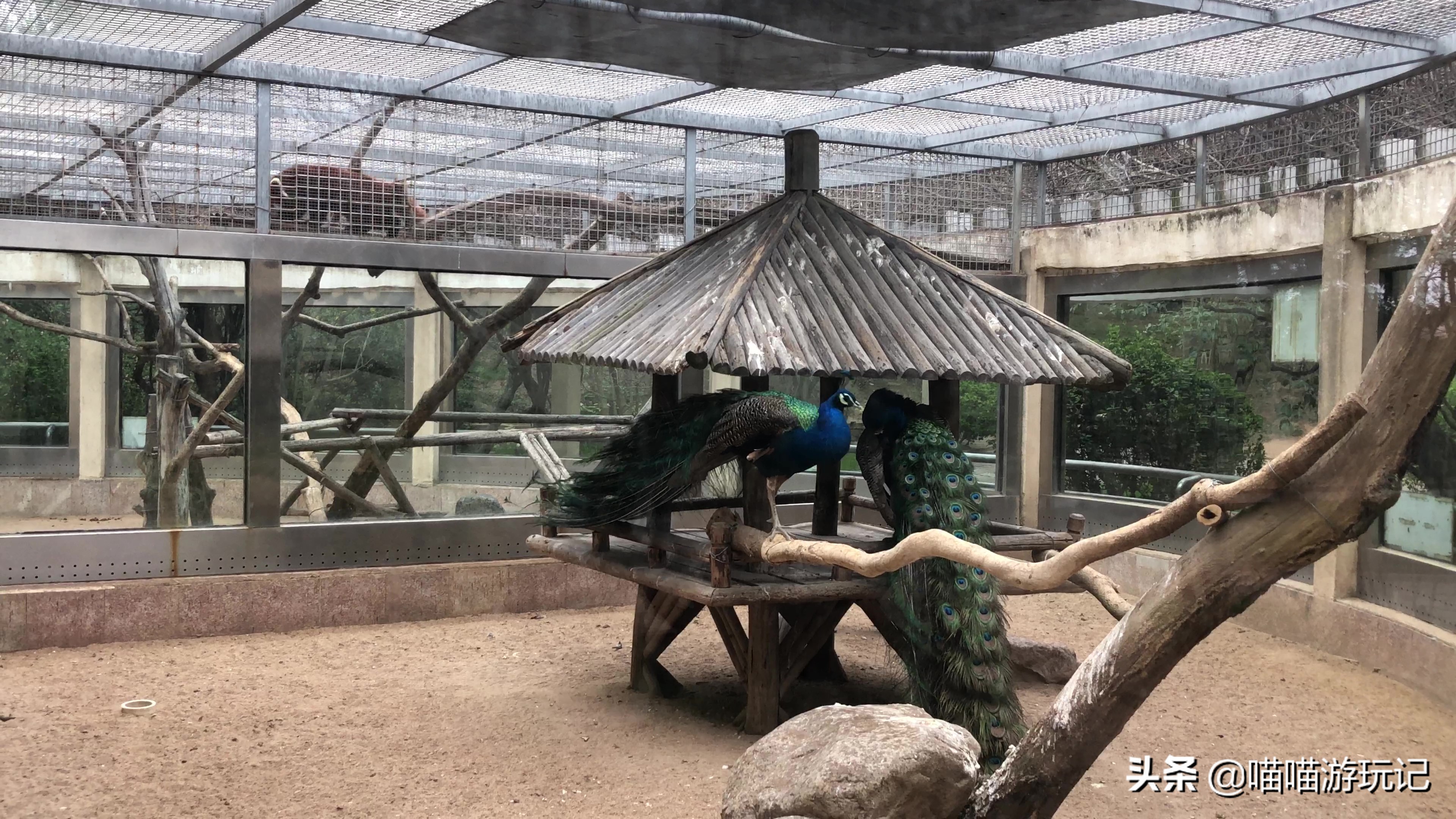 青岛动物园8.5元门票在哪里,青岛动物园8.5元门票需要预约吗