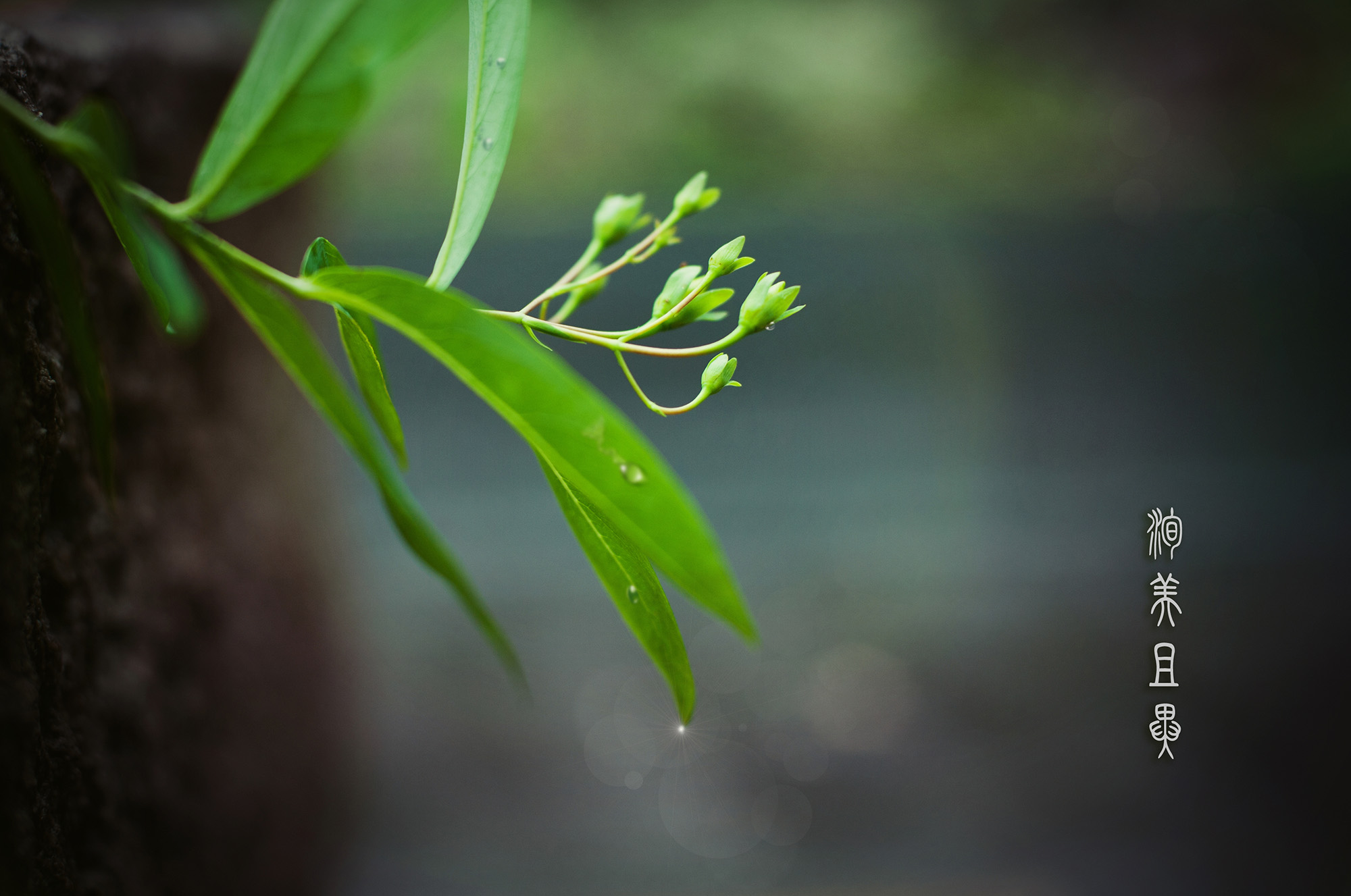 尼康2021年新相机,尼康2021年新相机及镜头展望