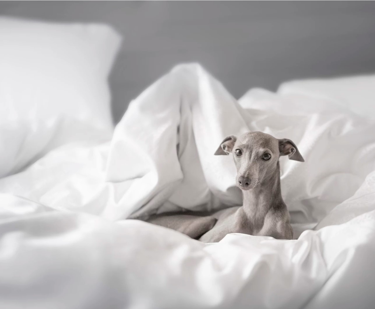 狗狗睡眠冷知识,狗狗睡眠秘密大全