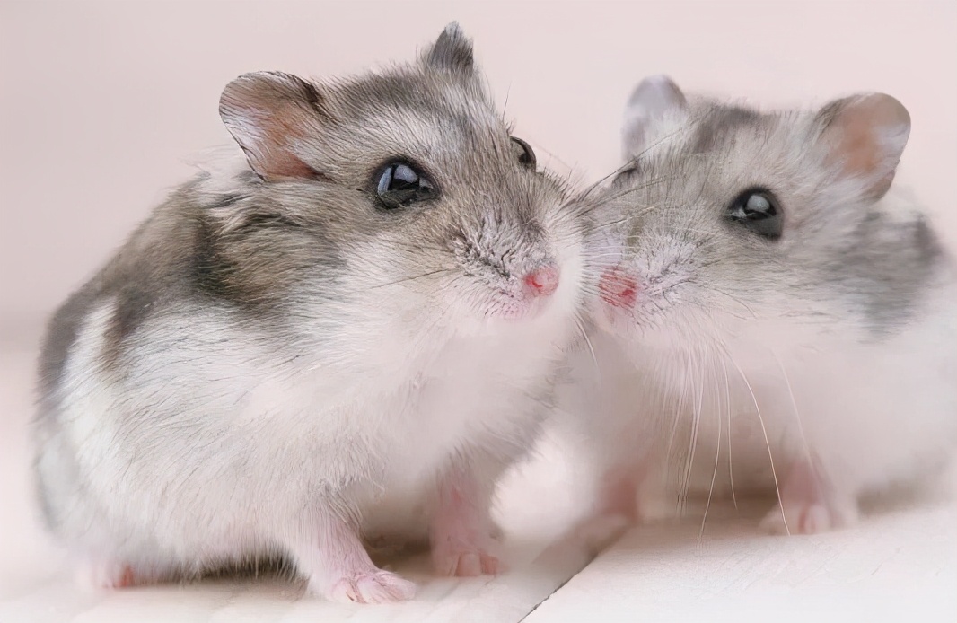 宠物仓鼠咬人流血了怎么办,仓鼠咬人伤口一般什么样子