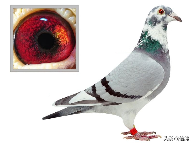 信鸽饲养技术与管理,信鸽正确的饲养跟训练