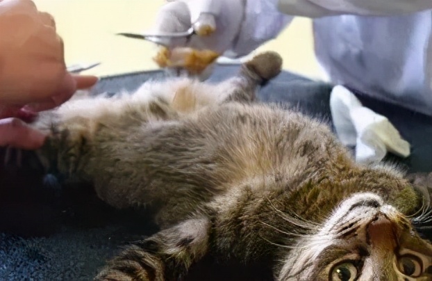 猫咪绝育后还能配猫吗,猫咪绝育冷知识