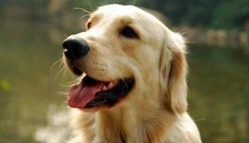 十二星座养什么宠物水瓶座,12星座适合养什么宠物狮子座