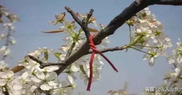 梨树高产秘方,梨树栽培技术及病虫害防治措施