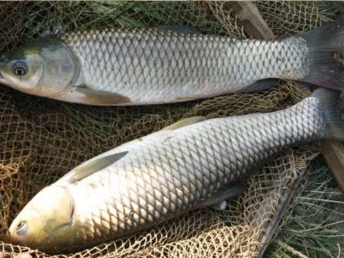 现在草鱼批发多少钱一斤,草鱼现批发价格