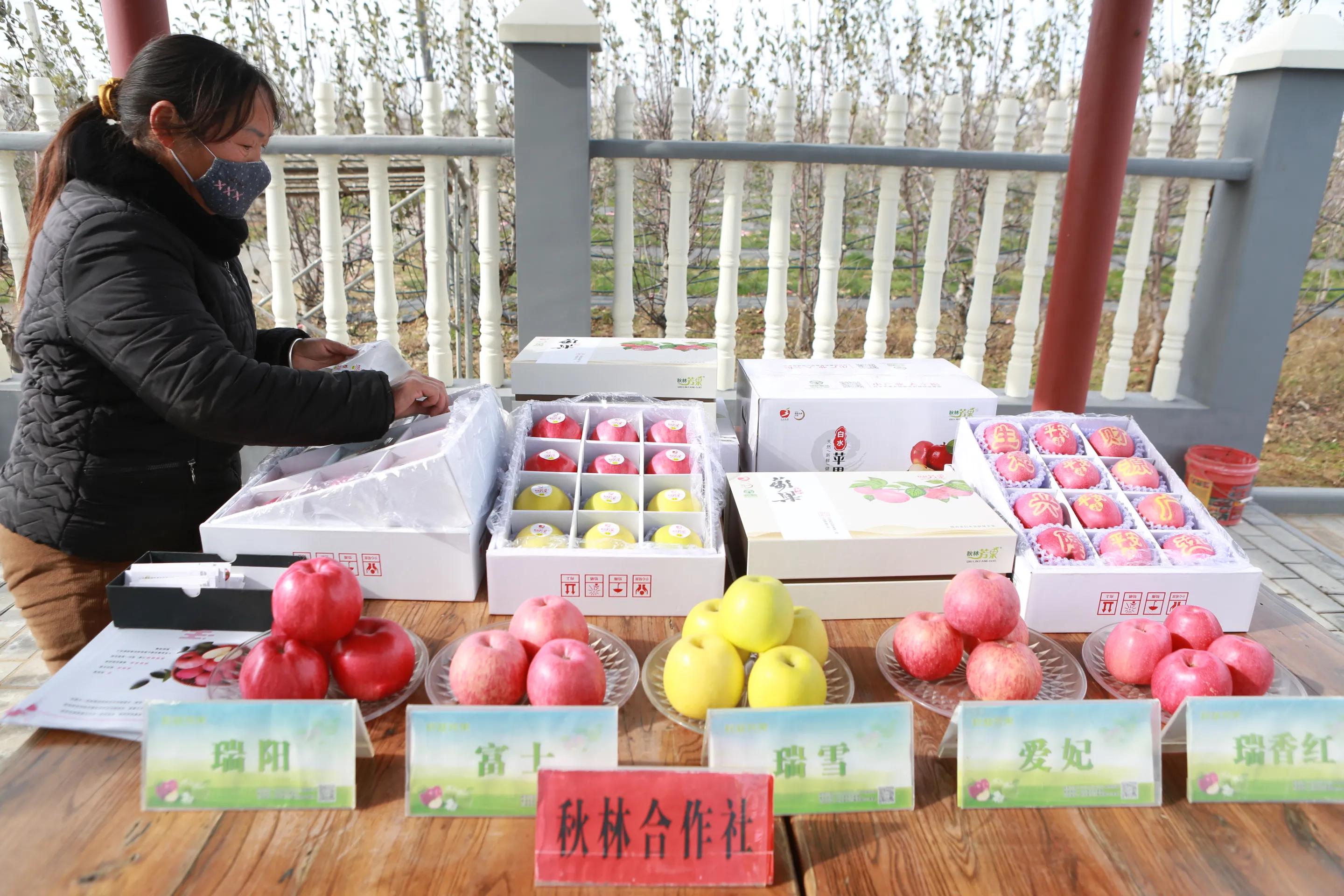 陕西白水苹果种植,陕西白水苹果基地介绍