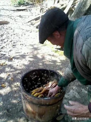 揭露蜂蜜作假的过程,假蜂蜜大行其道真蜜无人问津